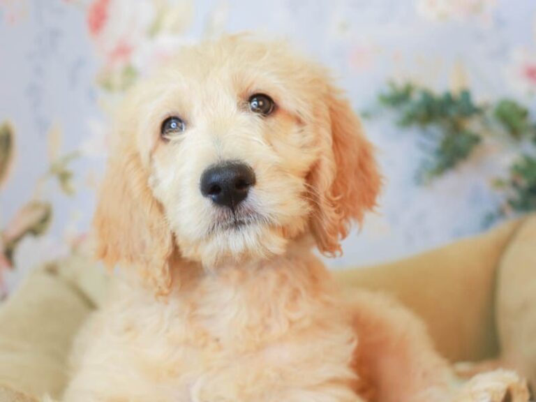 Goldendoodle
