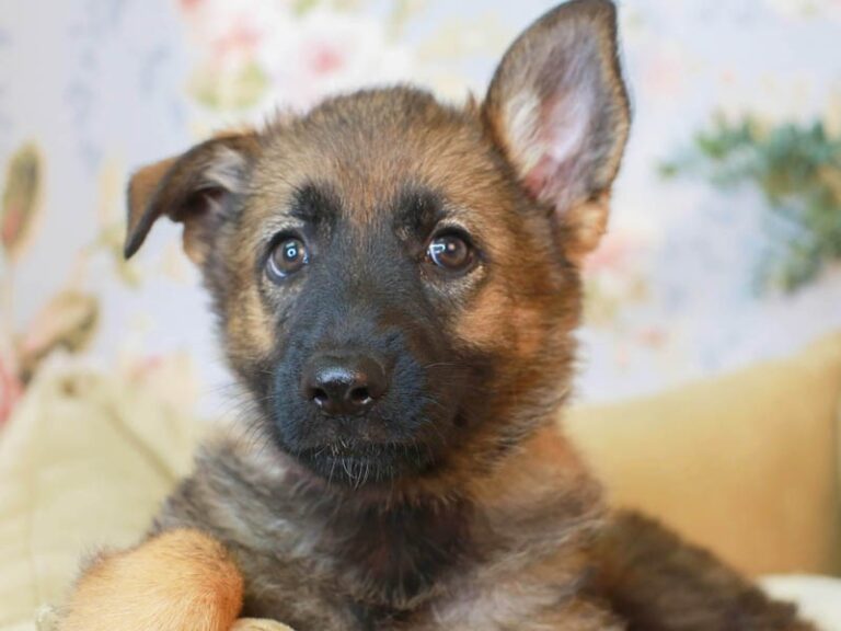 German Shepherd