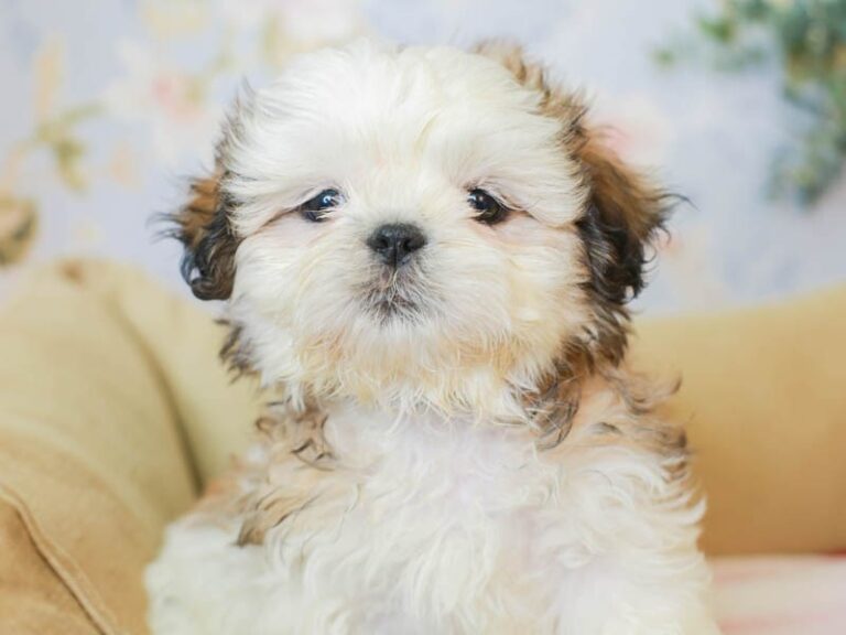 Shih Tzu