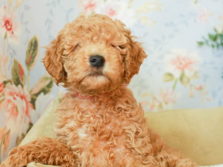 Goldendoodle