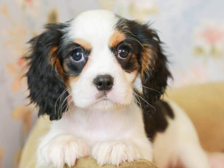 Cavalier King Charles