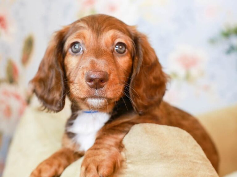 Dachshund
