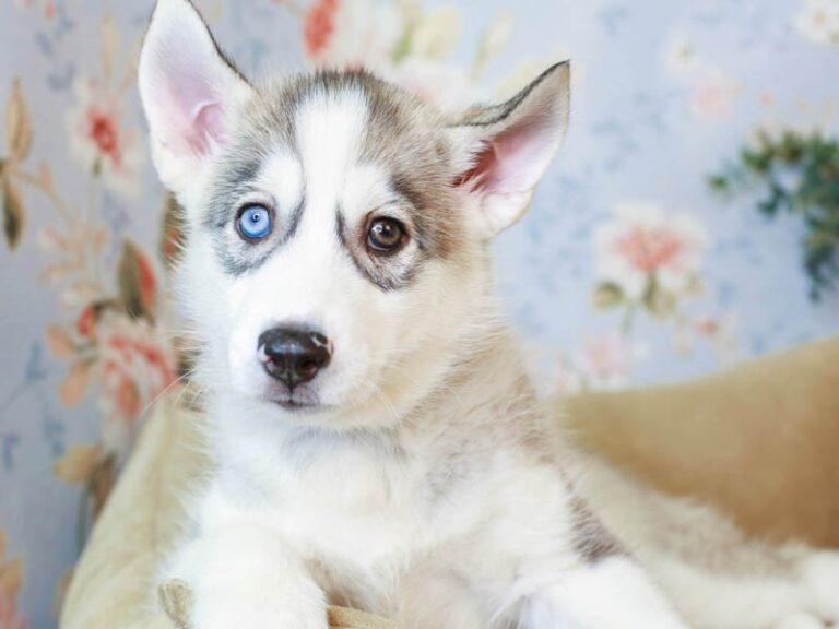 Siberian Husky