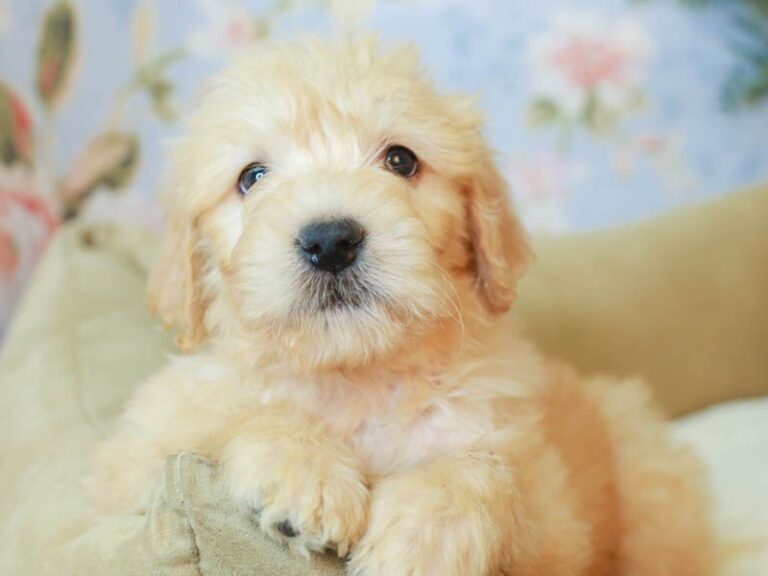 Goldendoodle