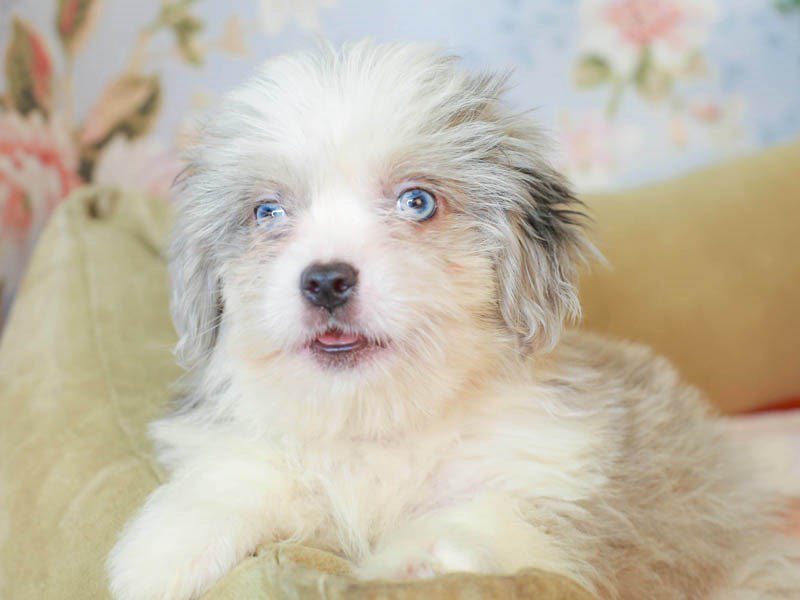 Aussietzu-Male--3155648-Animal Kingdom | Puppies N Love