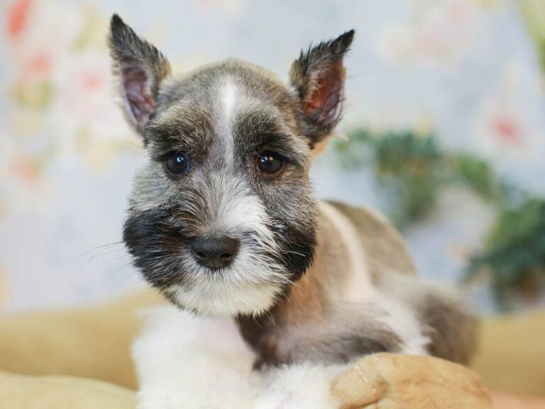 Mini Schnauzer