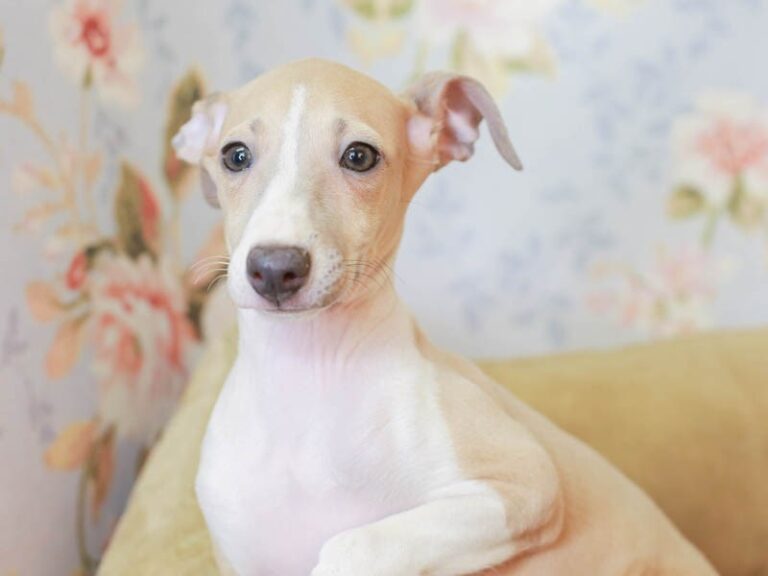 Italian Greyhound