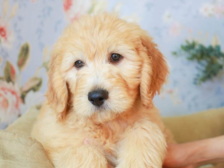 Goldendoodle