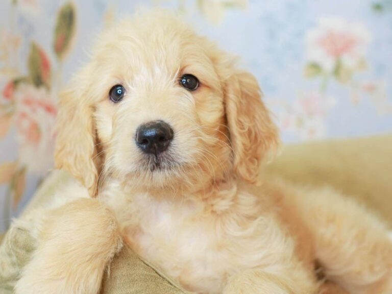Goldendoodle