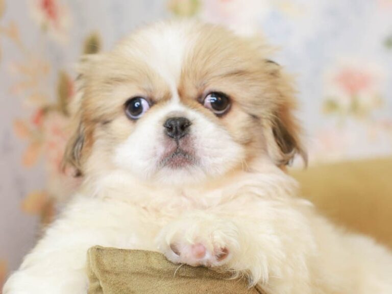 Pekingese