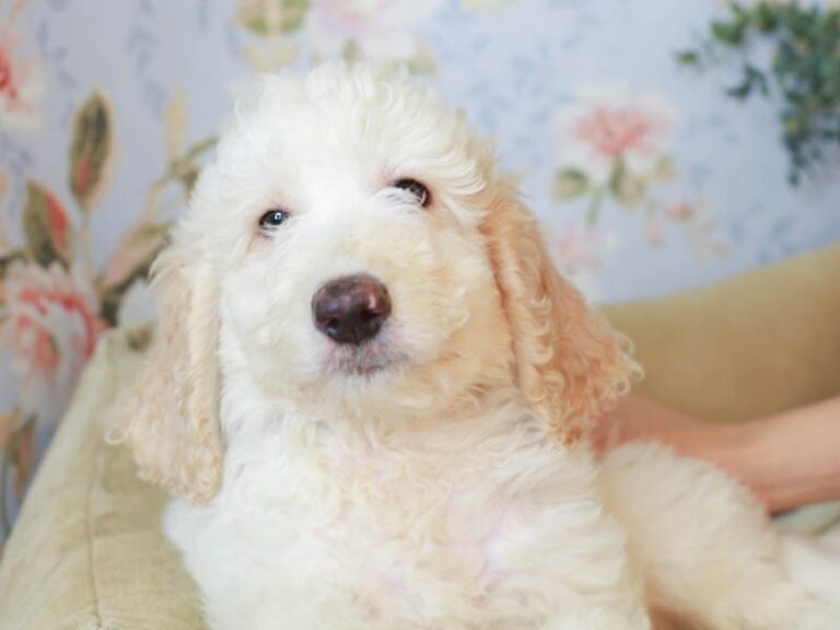 Goldendoodle