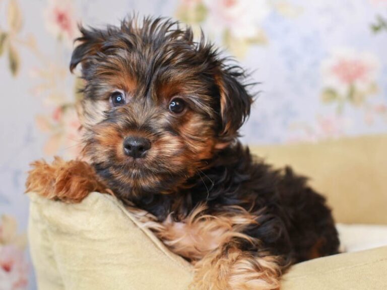 Yorkshire Terrier