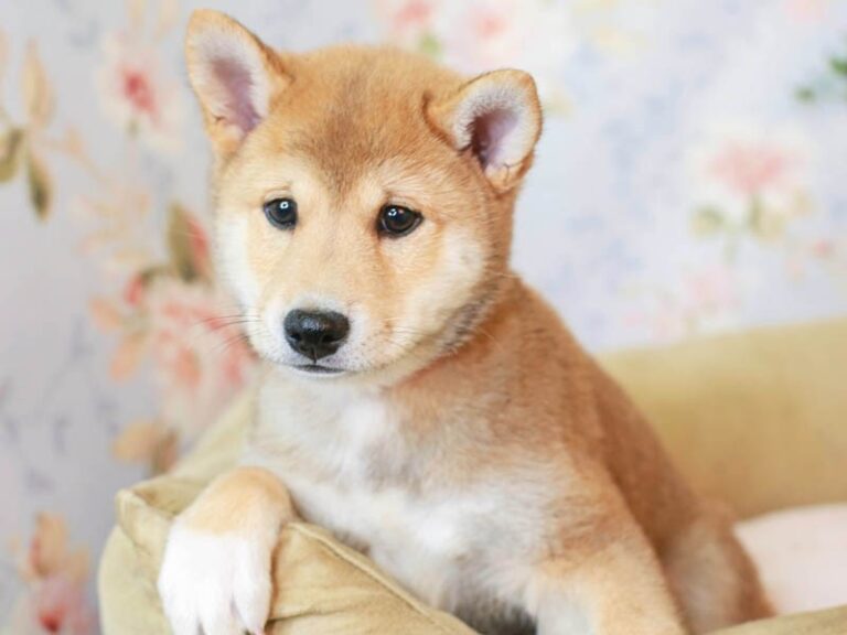 Shiba Inu