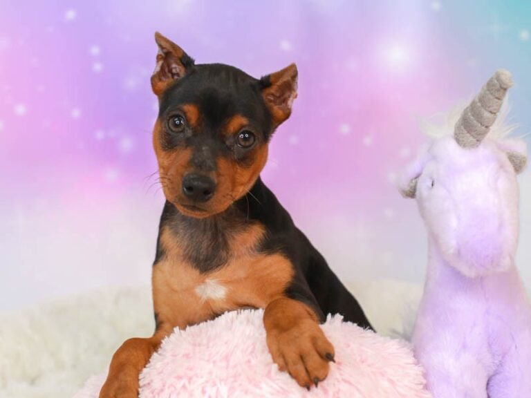 Mini Pinscher