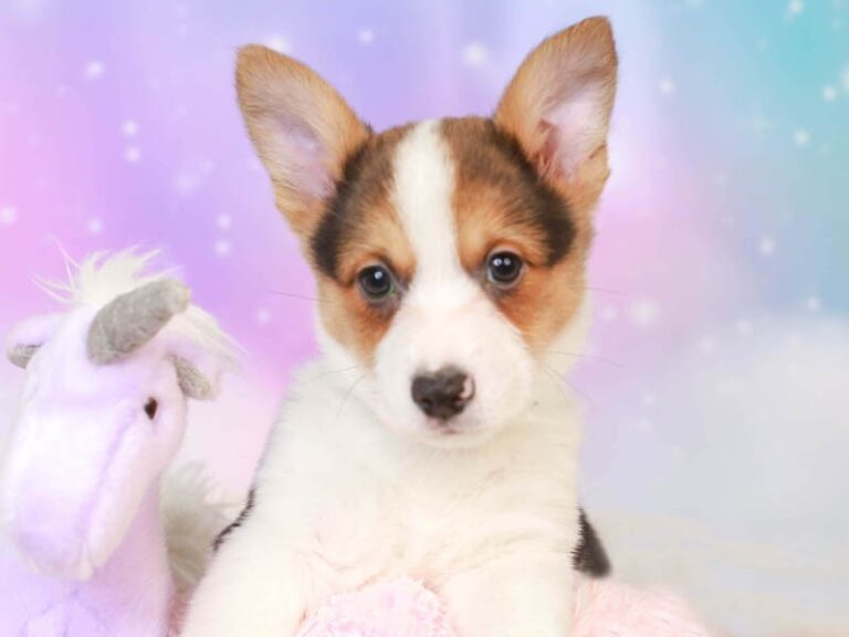 Pembroke Welsh Corgi
