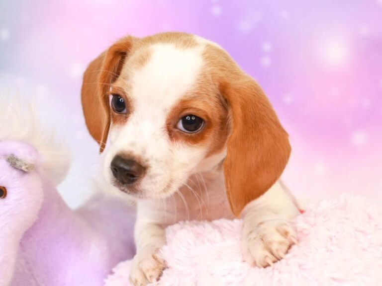 Beagle