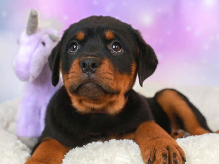 Rottweiler