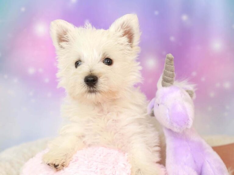 West Highland Terrier