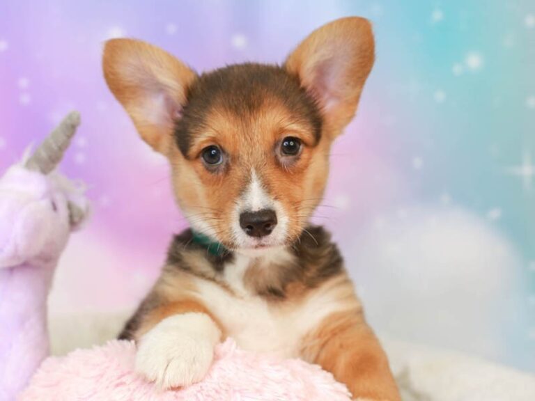 Pembroke Welsh Corgi