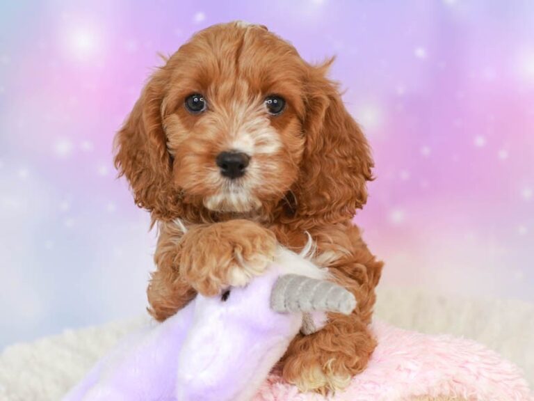 Cavapoo
