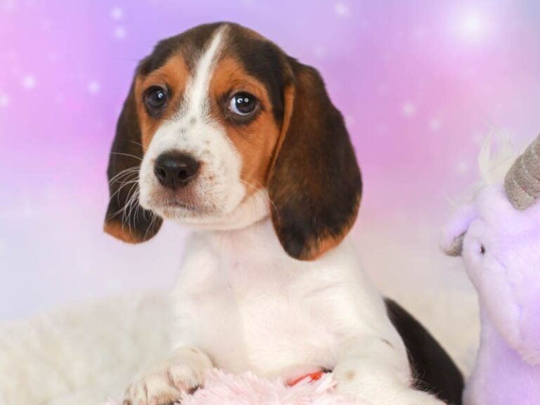 Beagle