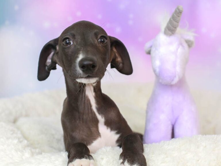 Italian Greyhound
