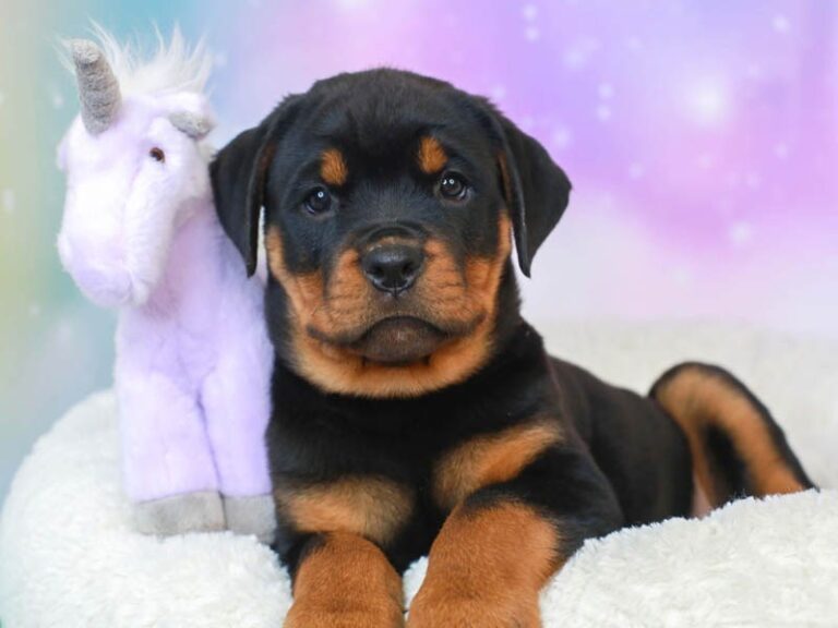 Rottweiler
