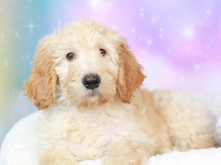 Goldendoodle