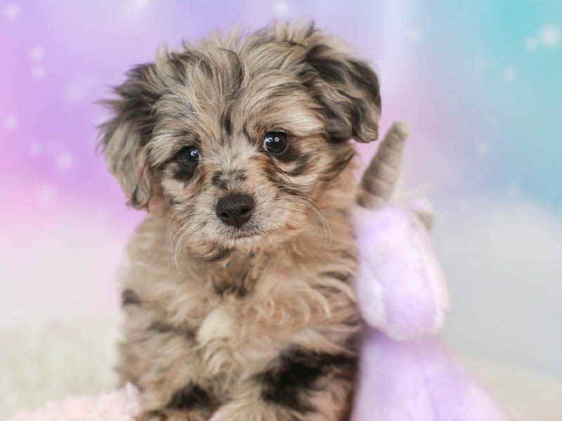 Aussiepoo-Male--3164903-Animal Kingdom | Puppies N Love