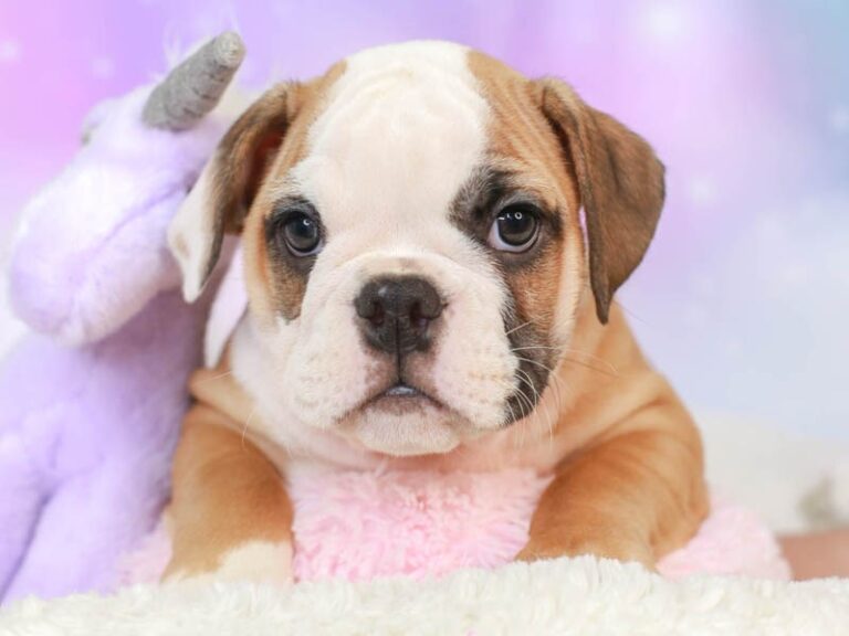 English Bulldog