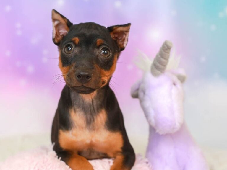 Mini Pinscher