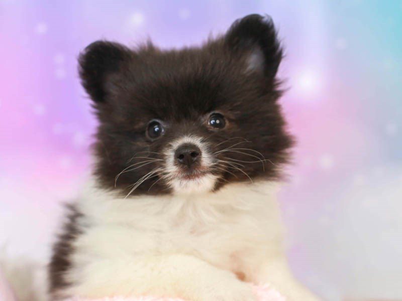 Pomeranian-DOG-Female--3164602-Animal Kingdom | Puppies N Love