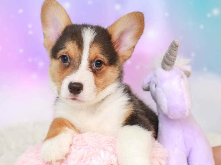 Pembroke Welsh Corgi