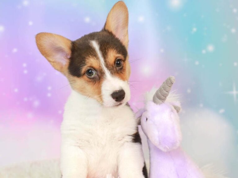 Pembroke Welsh Corgi