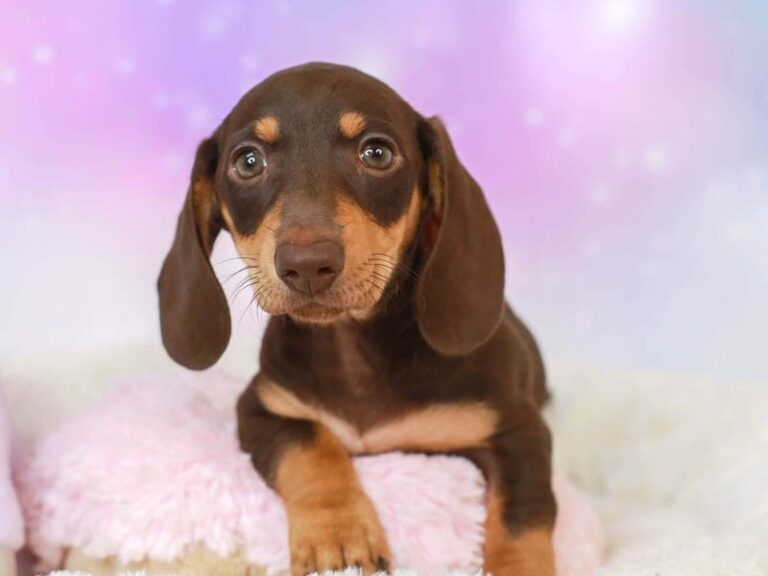Dachshund