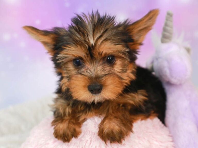 Yorkshire Terrier