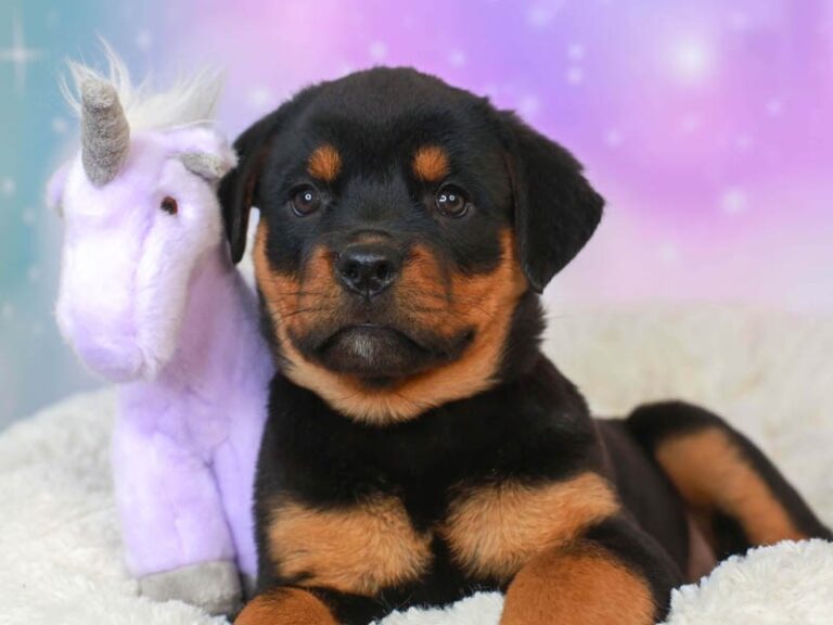 Rottweiler