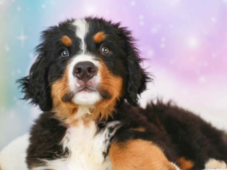 Bernese Mountain Dog