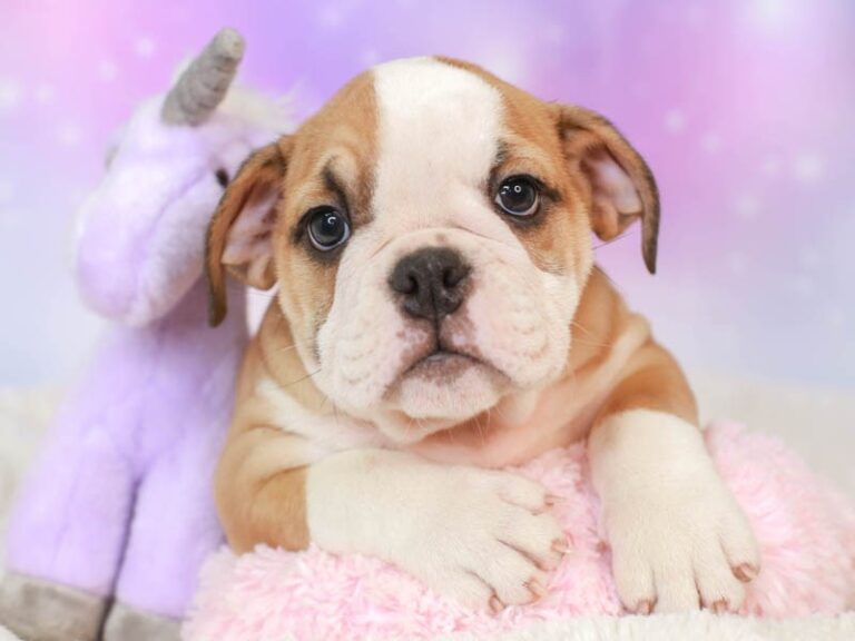 English Bulldog