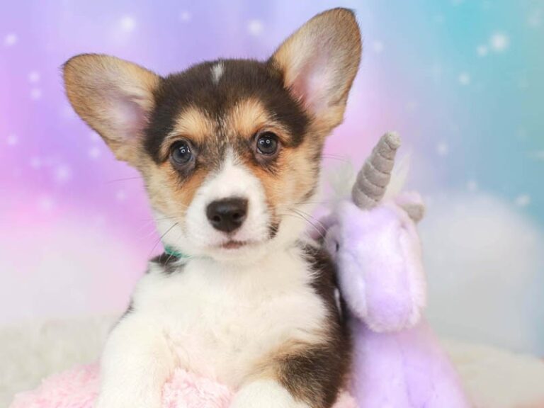 Pembroke Welsh Corgi