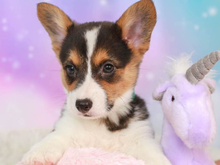 Pembroke Welsh Corgi