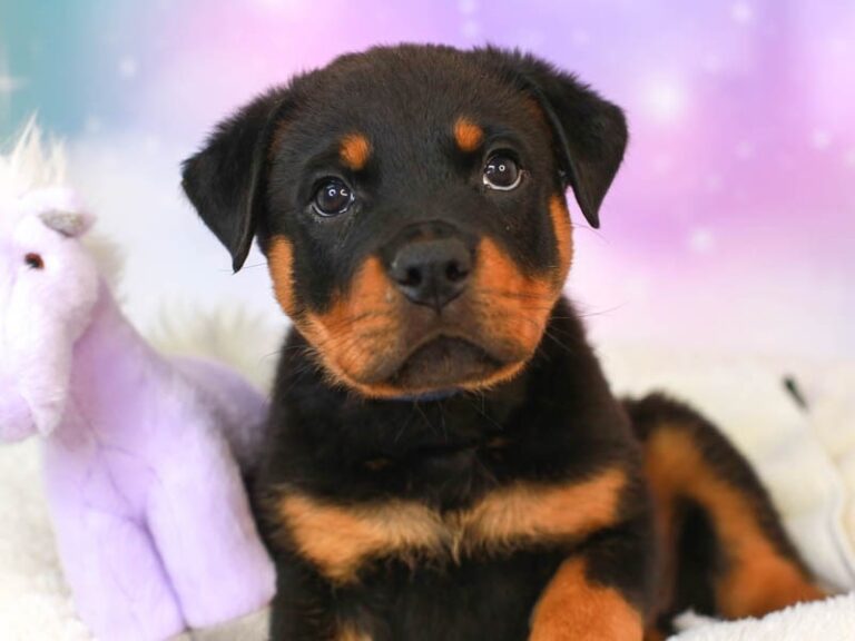 Rottweiler
