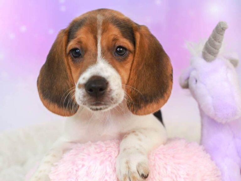 Beagle