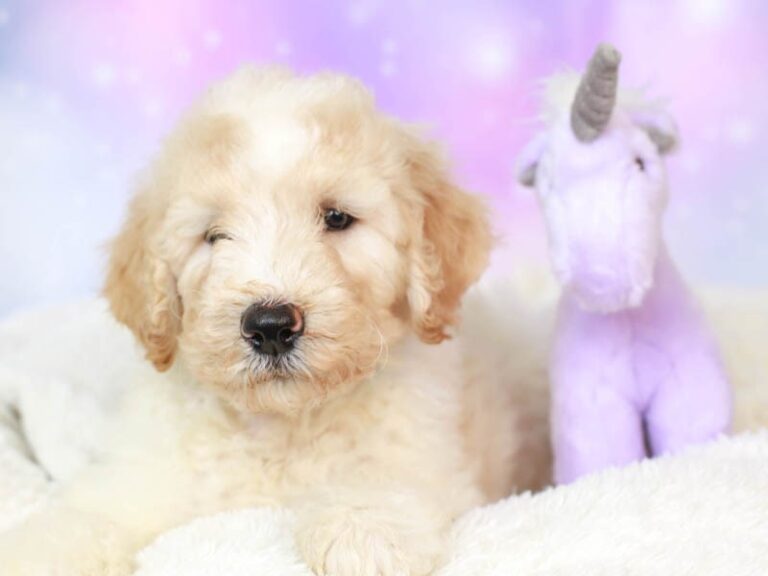 Goldendoodle