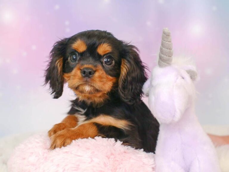Cavalier King Charles Spaniel