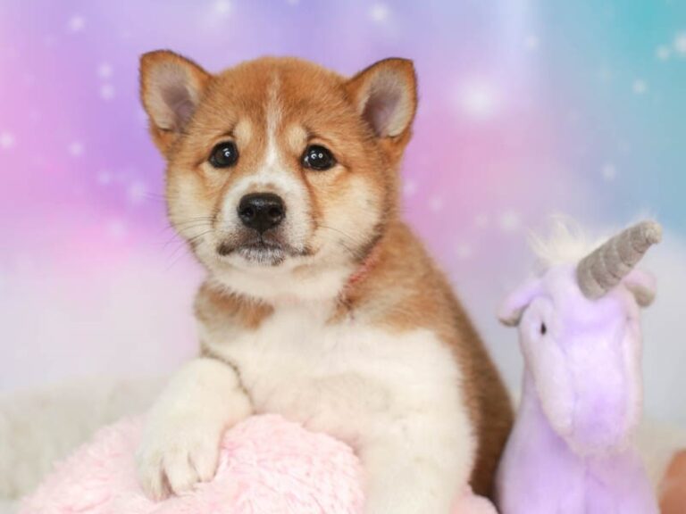 Shiba Inu