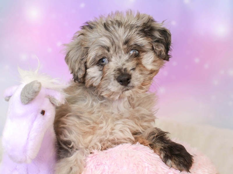 Aussiepoo-Female--3164904-Animal Kingdom | Puppies N Love