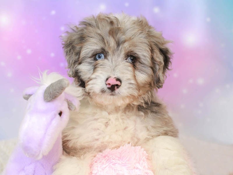 Aussiepoo-Male--3164902-Animal Kingdom | Puppies N Love