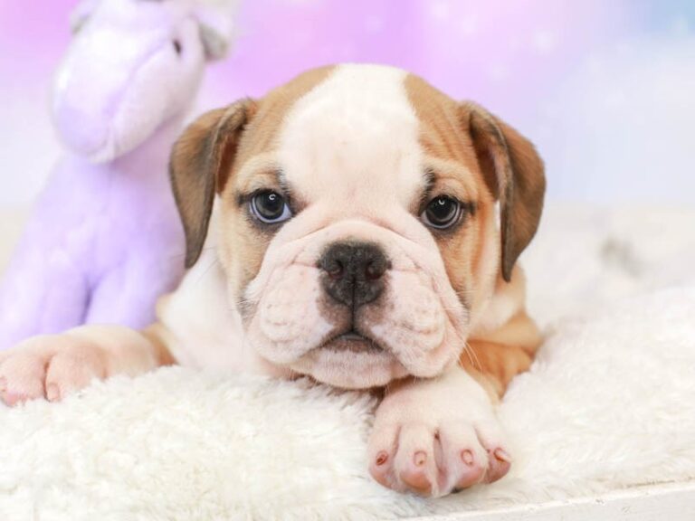English Bulldog