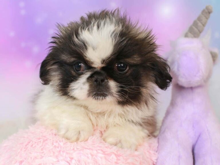 Pekingese